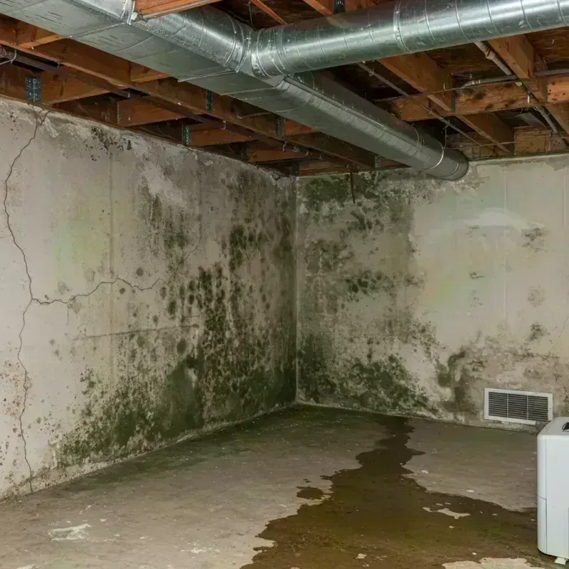 Professional Mold Removal in Saint Charles County, MO